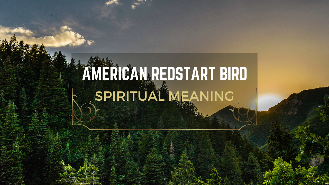 American Redstart Bird Spiritual Meanings