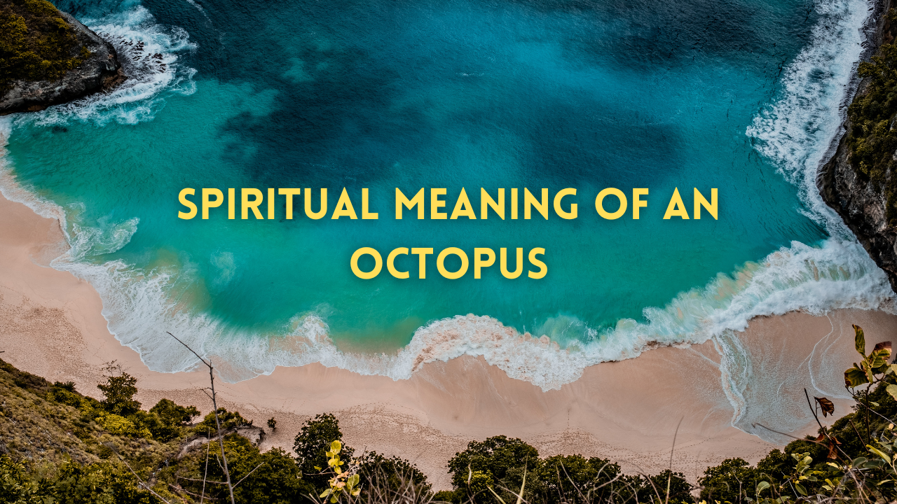 Spiritual Meaning Of An Octopus